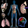 voi nguyen - Human Anatomy Lite アートワーク