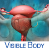 Reproductive and Urinary Anatomy Atlas: Essential Reference for Students and Healthcare Professionals - Visible Body