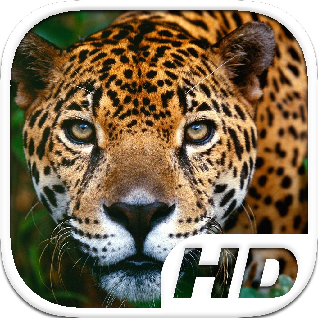 Jaguar Simulator HD Animal Life Par Alek sus