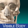 Skeleton Anatomy Atlas: Essential Reference for Students and Healthcare Professionals - Visible Body
