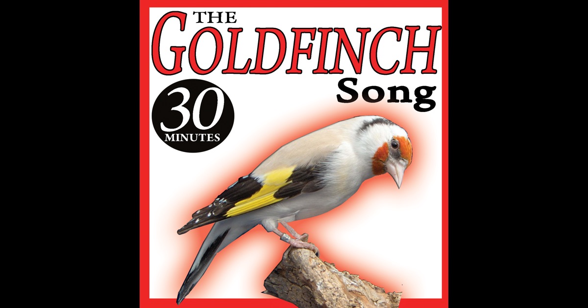 the goldfinch song birds sounds ep by sonido y cantos de the goldfinch song birds sounds ep by sonido y cantos de