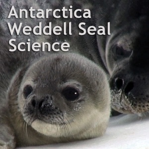 Weddell Seal Science by WeddellSealScience.com on Apple Podcasts