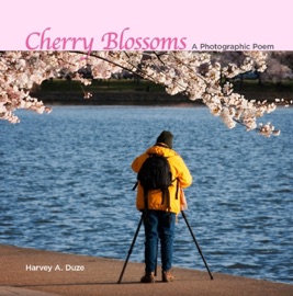 CHERRY BLOSSOMS