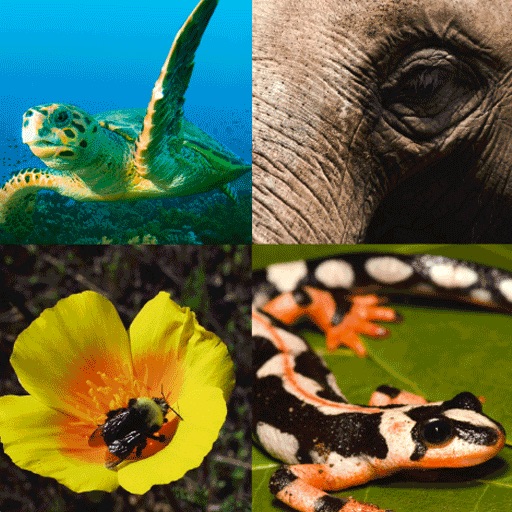 Species on the Edge Species on the Edge