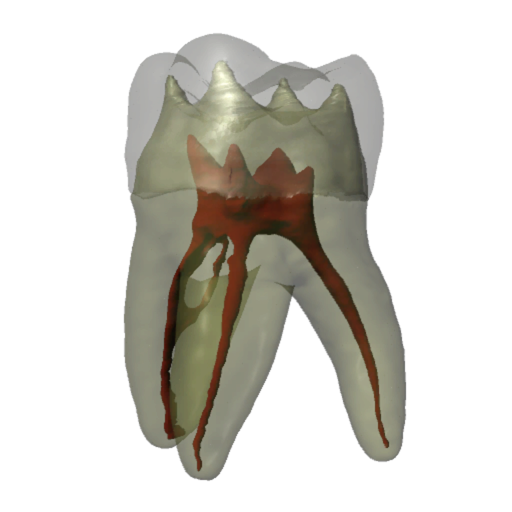 Tooth Atlas 7