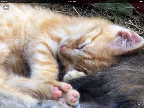 iPad Screenshot 2