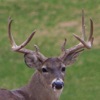 Pro Deer Calls