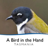 Tasmania Parks and Wildlife Service - Bird in the Hand アートワーク