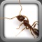 Ant Life