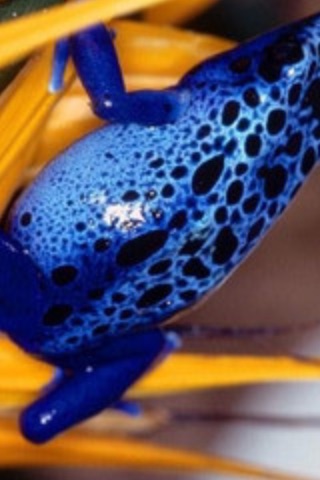 Captura de tela do iPhone 2