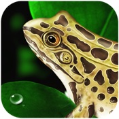 app image