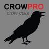 Crow Calls for Hunting eating crow 