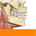 Sobotta Anatomy Atlas Free