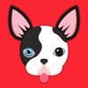 Animated Splash Boston Terrier Stickers