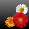Фоторамки Pro PhotoFram.es
