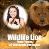 Wildlife Lion Photo Frames 3D Wallpapers Photoshop photo frames photoshop 