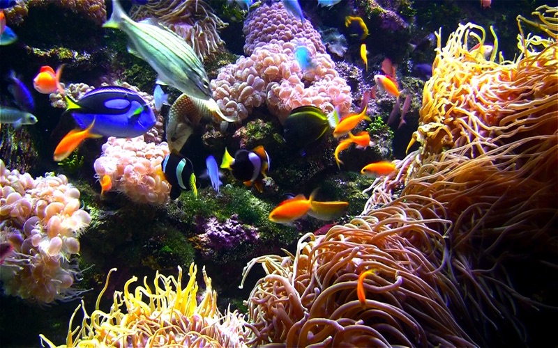Aquarium Live HD rvw