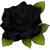 Rose стикеров!