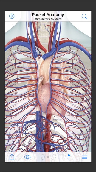 Pocket Anatomy screenshot1