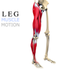 Leg Muscles Motion