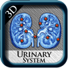 Urinary System 3D pins