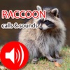 Raccoon Real Hunting Calls & Sounds raccoon sounds 
