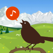 Chirp! Bird Songs & Calls of Britain and Europe +