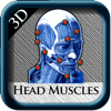 Head Muscles 3D