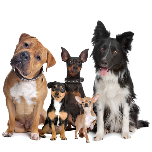 Made Simple! Dog Training Mac OS X