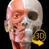 Muscular System - 3D Atlas of Anatomy