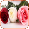 Roses Wallpaper HD Roses Information And Games roses discount store 