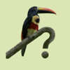 Birding Field Guides - Costa Rica Birds Field Guide アートワーク