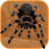 Spider Scare Prank - Magic Spider Free diving bell spider 