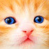 app_icon