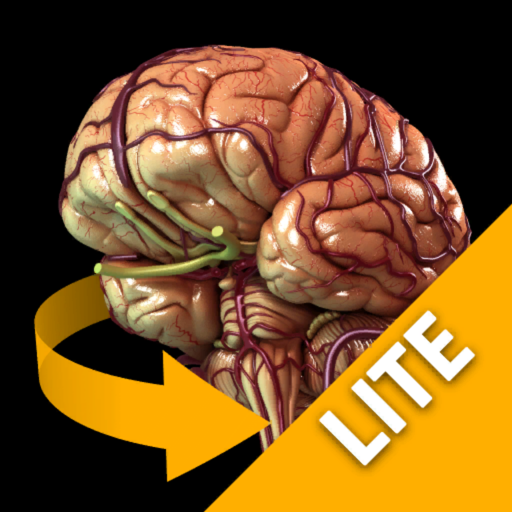 Brain - 3D Atlas of Anatomy Lite