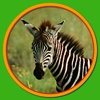 Wild, Woolly, Wonderful Critters