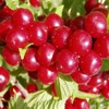 Fruit and Vegetable's Name Quiz Game