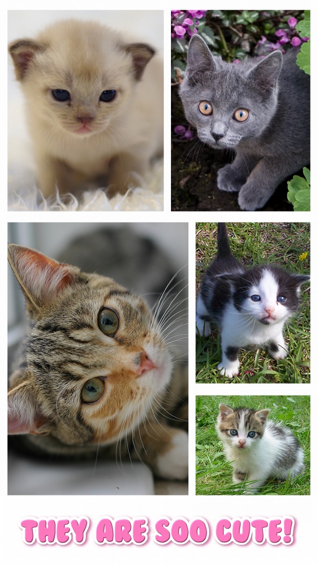 Screenshots of Cat Kitten Kitty Pet Baby Animal JIgsaw Puzzle Games for Girls who love educational memory learning puzzles for kids and toddlers for iPhone