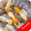 How To Get Rid Of Termites - Pest Control Services pest control services 