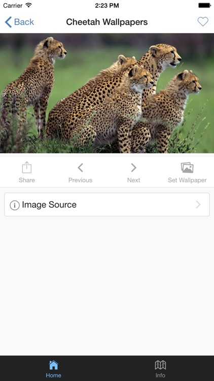 Cheetah Wallpaper Live Wallpaper - free download