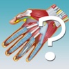 Anatomy Hand Quiz anatomy of hand 