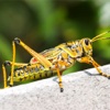 The Grasshoppers & Crickets Encyclopedia crickets 