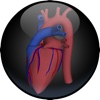 3D Road Map to the Human Heart