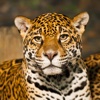 Animal Swipe Sounds