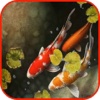 Koi Pond Wallpaper Koi Background Koi Puzzles