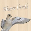 Shorebirds of the United States and Canada