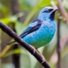 South American Birds Sounds south american cichlids 