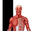 Human Anatomy - Anatomical Model for Human Body human body women anatomy 