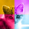 Kittens vs. You - Free Trivia and Quiz Game for Kittens of All Ages free kittens in minnesota
