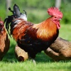 Animal Touch Sounds 5